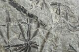 Pennsylvanian Fossil Horsetail (Annularia) Plate - Kentucky #154658-1